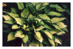 HOSTA x 'Paul's Glory'